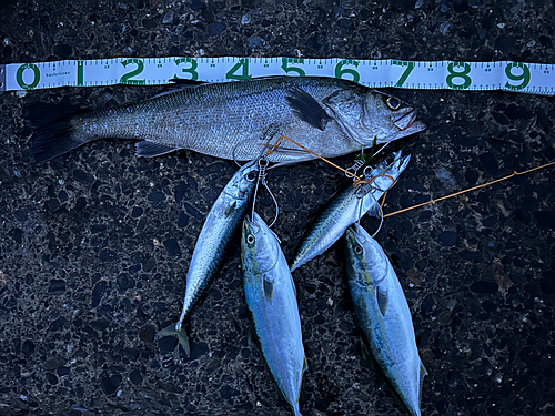 シーバスの釣果