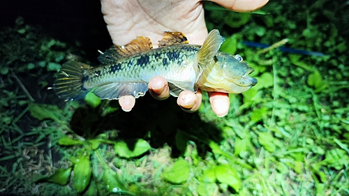 ウロハゼの釣果