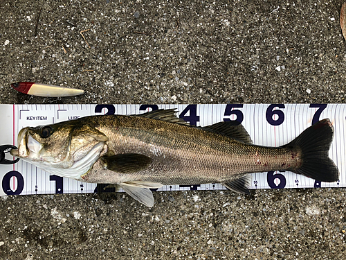 シーバスの釣果