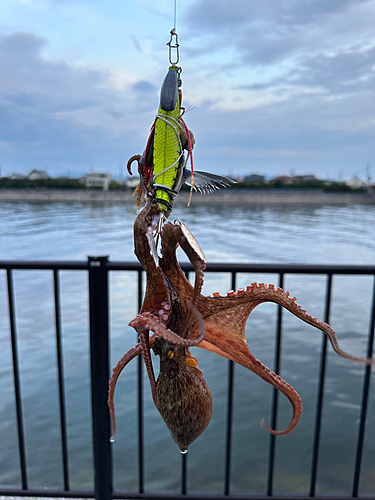 タコの釣果