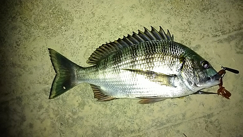 クロダイの釣果