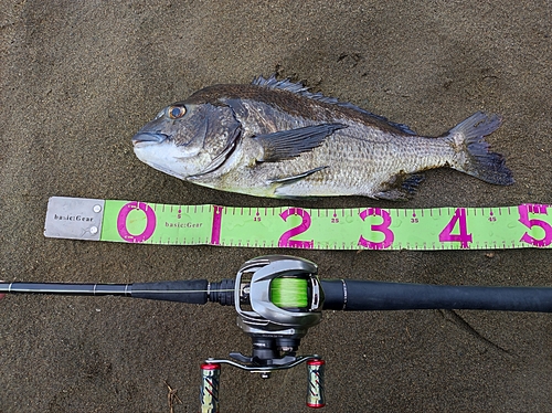 クロダイの釣果