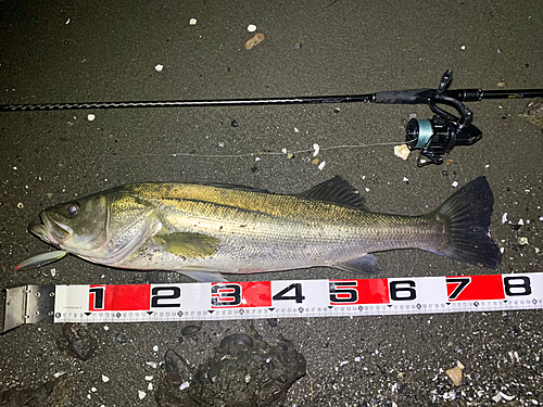 シーバスの釣果