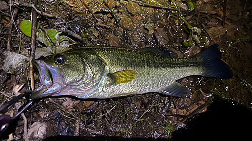 ブラックバスの釣果