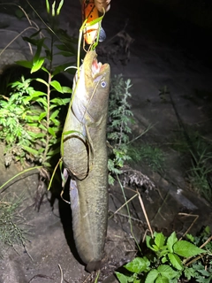 ナマズの釣果