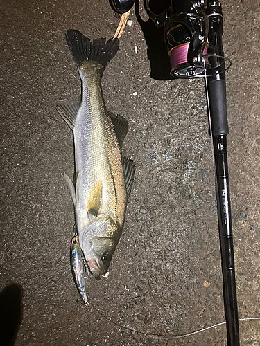 シーバスの釣果