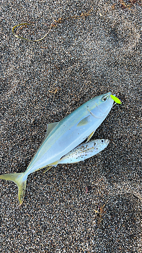 イナダの釣果