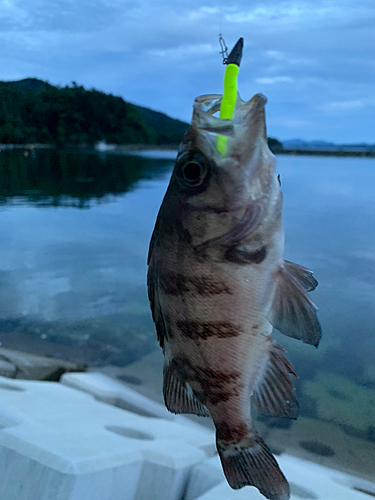 メバルの釣果