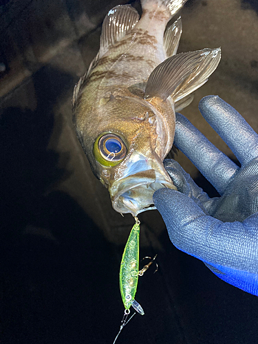 メバルの釣果