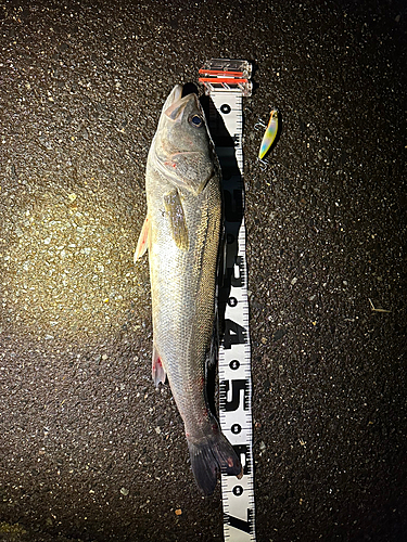 シーバスの釣果