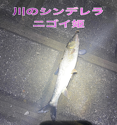 ニゴイの釣果