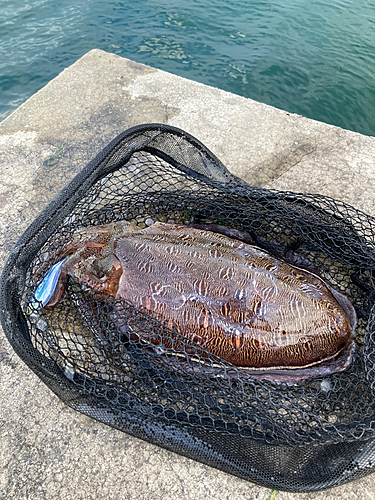 モンゴウイカの釣果