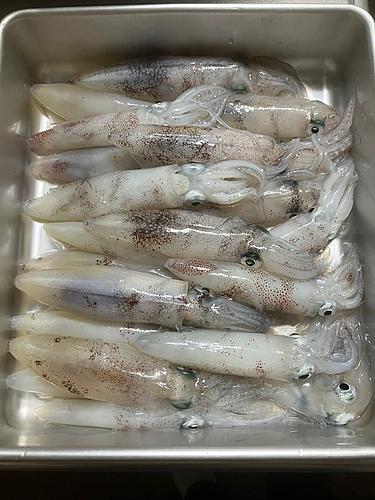 マメイカの釣果