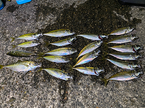 アジの釣果