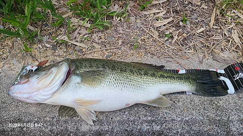 ブラックバスの釣果