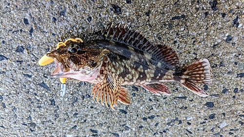 カサゴの釣果