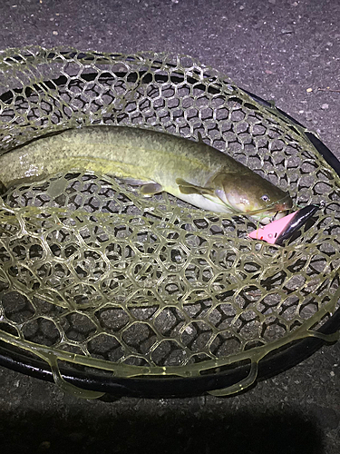 ナマズの釣果