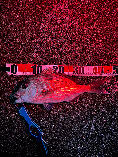 マダイの釣果