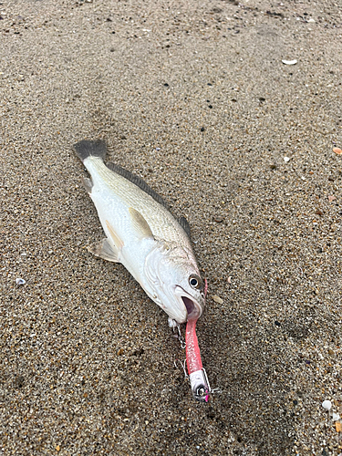 イシモチの釣果