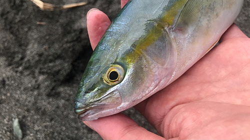 ワカシの釣果