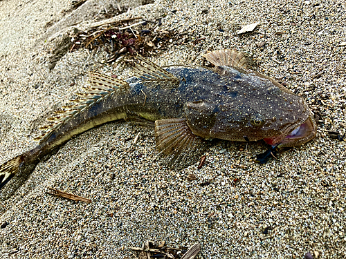 マゴチの釣果