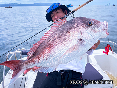 マダイの釣果