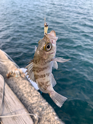 アオメバルの釣果