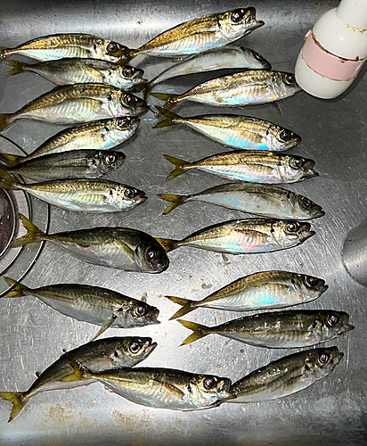 アジの釣果