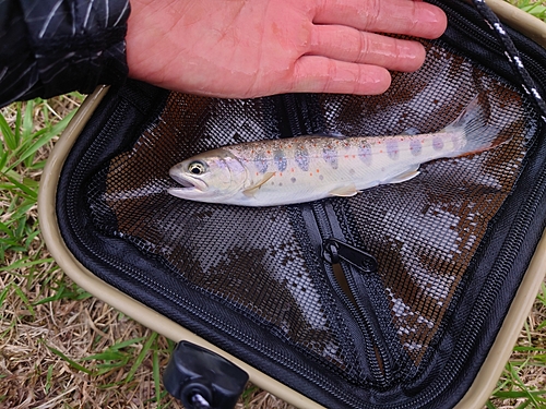 アマゴの釣果