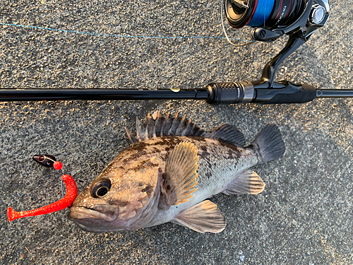 クロソイの釣果