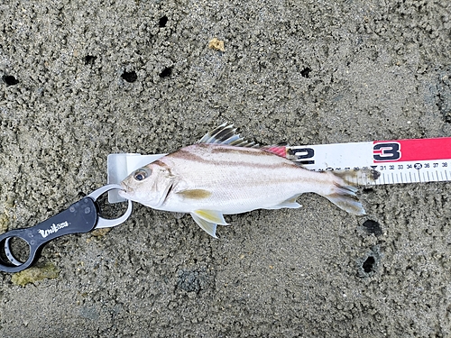 コトヒキの釣果