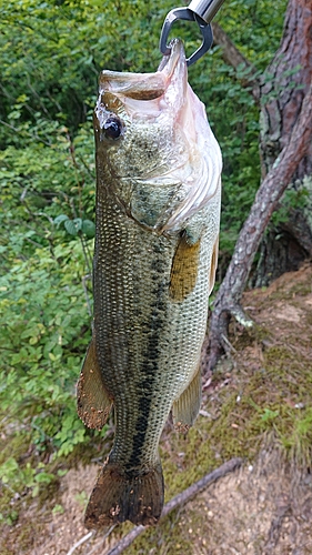 ラージマウスバスの釣果