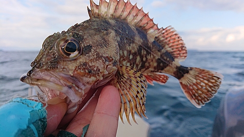 アラカブの釣果