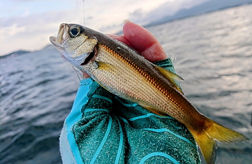 ムツの釣果