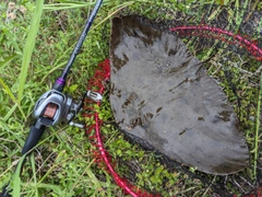 ツバクロエイの釣果