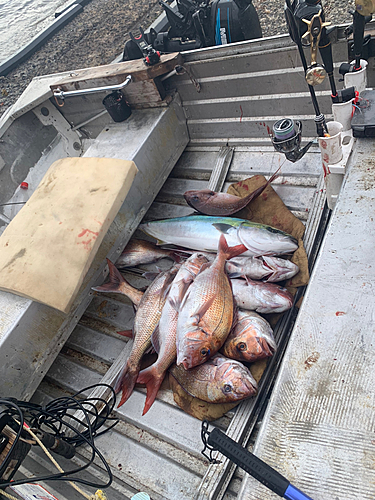 タイの釣果