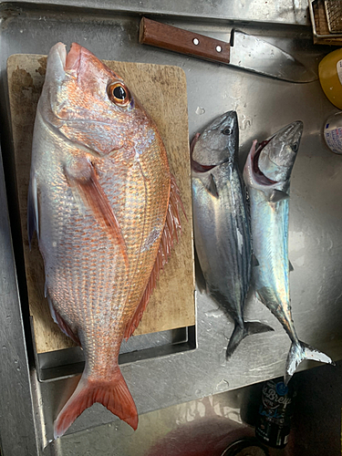 マダイの釣果