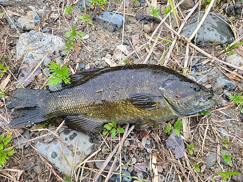 スモールマウスバスの釣果