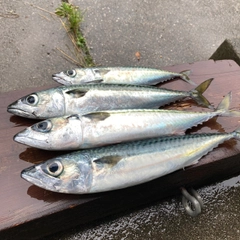 サバの釣果