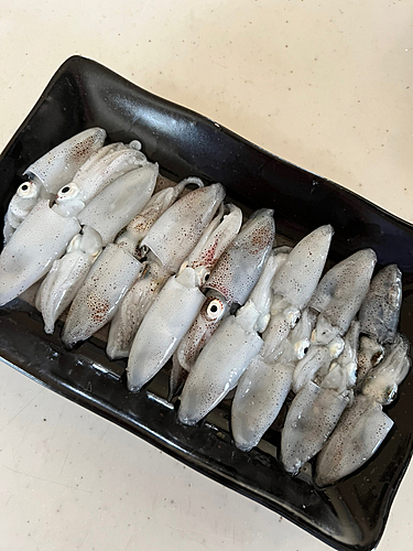 ヒイカの釣果