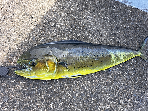 シイラの釣果