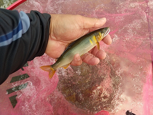 アユの釣果