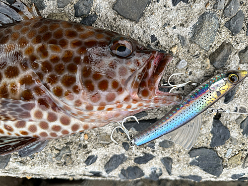 オオモンハタの釣果