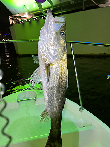 シーバスの釣果