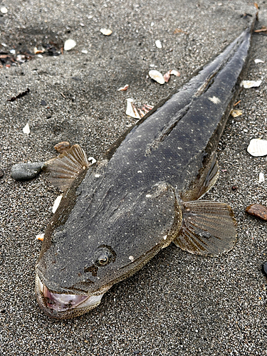 マゴチの釣果