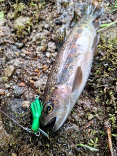 ニジマスの釣果