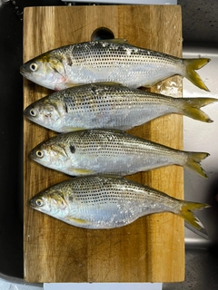 コノシロの釣果