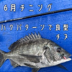 クロダイの釣果