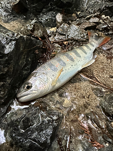 アマゴの釣果