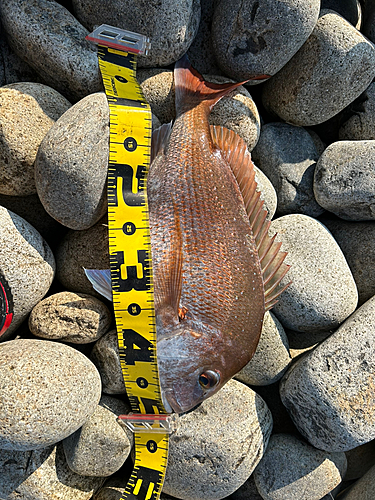 タイの釣果